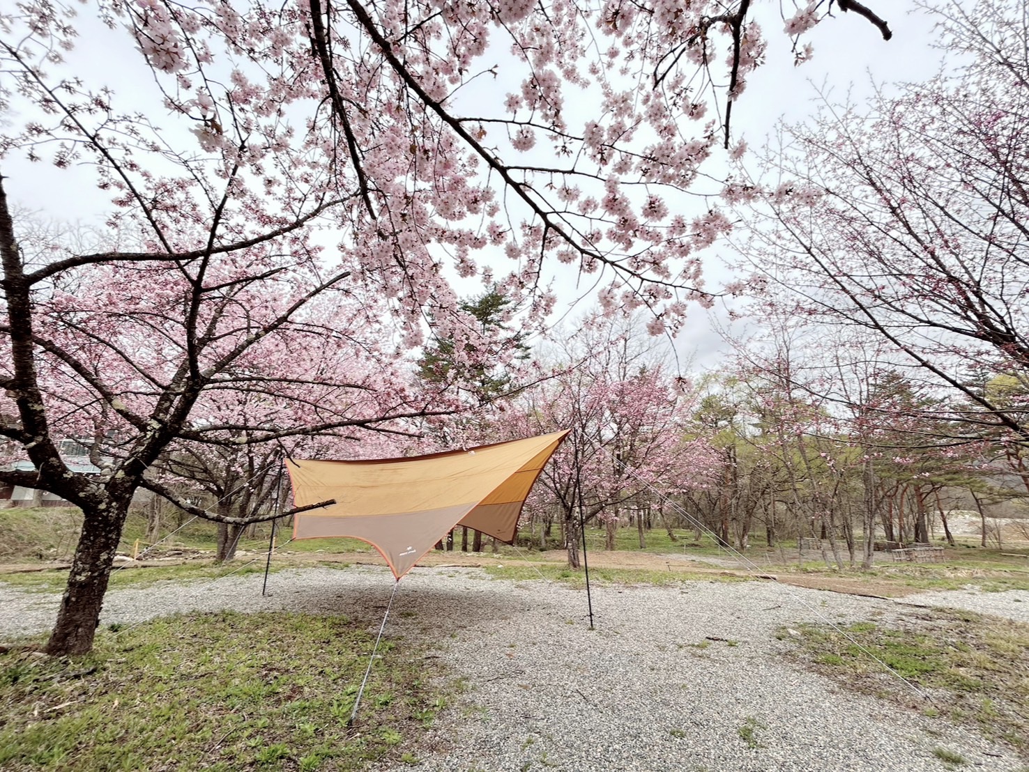 開花宣言