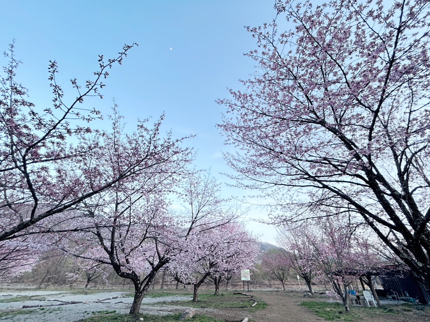 トワノワ　花見キャンプ